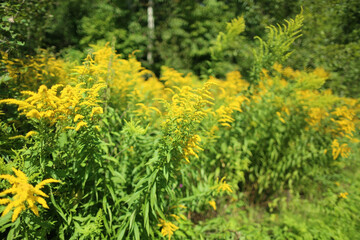 Canadian goldenrod with bright yellow inflorescences