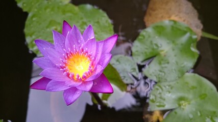 Beautiful lotus flower f