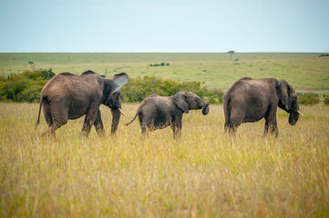 Naklejka na ściany i meble Wild elephant family in National park Masai Mara in Africa