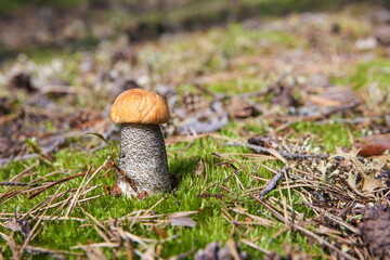 edible mushroom orange cap boletus close up in the forest with copy space