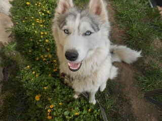 siberian husky dog