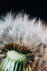 macro photo of white dandelion fluffs