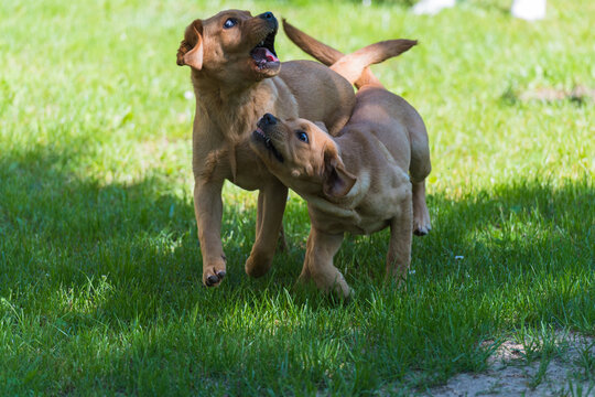 Labrador-Duo in der Welpenstunde