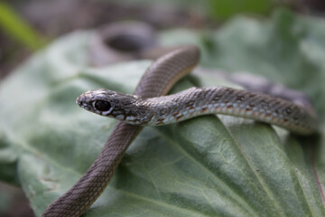  Beautiful snake with black eyes and a pattern on the back with a light abdomen in the natural day
