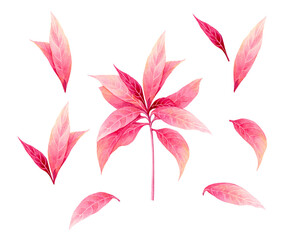 Fototapeta premium Watercolor painting pink leaves,tree isolated on white background.Watercolor set painted illustration tropical,aloha exotic leaf for wallpaper vintage Hawaii style pattern.clipping path