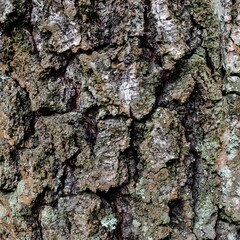 Tree bark, background. Background for a still life. Bark of trees close up. Wallpaper for the tablet. Rough textured background.