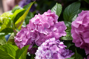 Blooming hydrangea close-up. Lush flowering hortensia. Blue and pink hydrangea in bloom.
