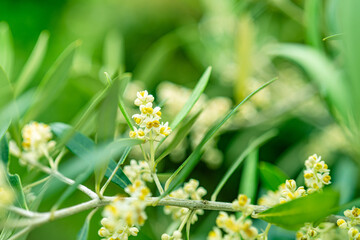オリーブの花の蕾