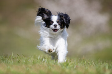 Papillon on grass 