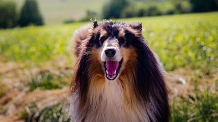 Portrait of a tricolor longhaired collie

The longhaired collie is a Scottish Shepherd and a British dog breed recognized by the FCI.