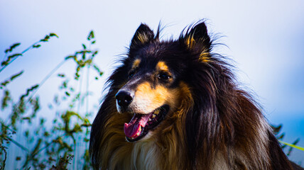 Portrait of a tricolor longhaired collie

The longhaired collie is a Scottish Shepherd and a British dog breed recognized by the FCI.