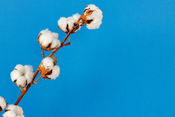 Cotton buds branch against blue wall in room