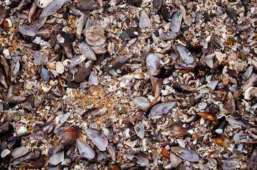 Mussel shells washed up on sandy beach background