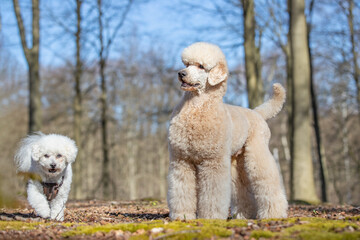 King Puddle in the forest