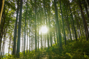 Fototapeta na wymiar Beautiful morning in the forest 