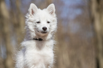 Obraz premium dog, animal, white, samoyed, pet, canine, puppy, cute, domestic, fur, husky, breed, portrait, mammal, purebred, beautiful, pedigree, eskimo, tongue, wolf, fluffy, running, young, one, shepherd