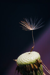 macro photo of white dandelion fluffs
