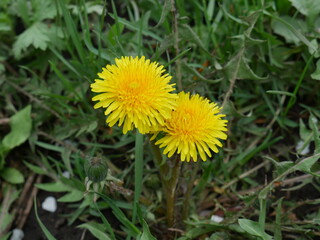 yellow dandelion flower