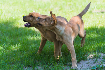 Labrador-Duo in der Welpenstunde