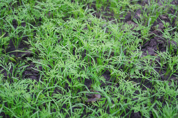 In spring, a young green dill grew in a greenhouse. Top view and side view. Bush dill.