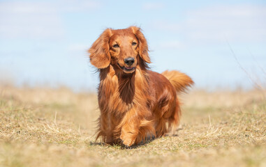 Purebred dog in nature