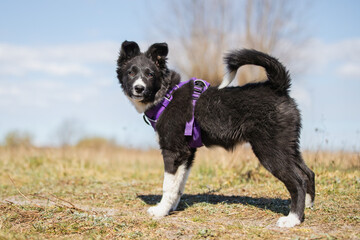 dog, husky, animal, white, wolf, pet, canine, fur, siberian, winter, cute, mammal, puppy, arctic, nature, snow, wild, collie, animals, beautiful, breed, samoyed, domestic, alaskan, wildlife, border 