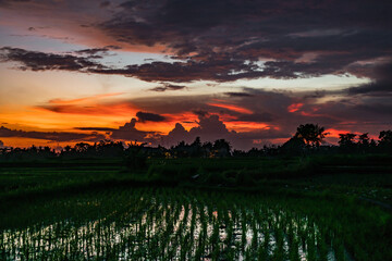 Naklejka na ściany i meble Sunrise on rice fields. Ubud, Bali, Tegallalang, Indonesia