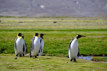 Group of king penguins walking on grass on South Georgia.