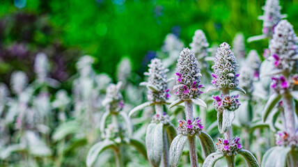A flower bed with lamb's ear.

The plant is white and completely covered with fine hairs. It belongs to the labiate family.