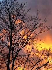 Big sky - tree silhouette at sunset