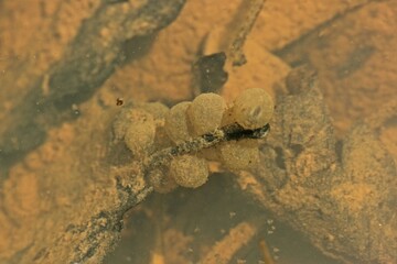 Laich der Gelbbauchunke (Bombina variegata).