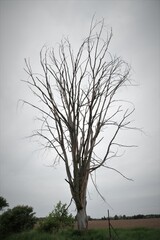 lonely tree in the fog