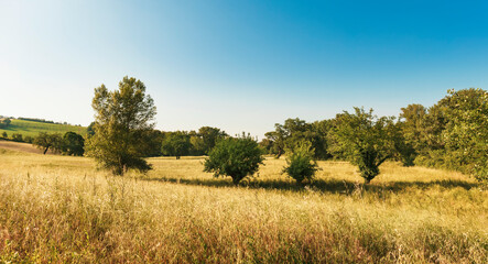 Landscape, meadow and trees at sunset