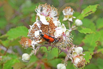 Dans la nature : un insecte butine des fleurs de ronces qui donneront des mûres sauvages.