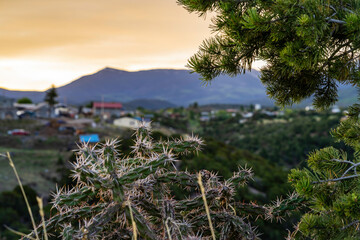 A closeup of a cactus during the sunrise in the New Mexico Rocky Mountains