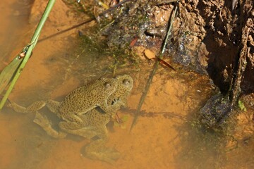 Paarung der Gelbbauchunke (Bombina variegata).