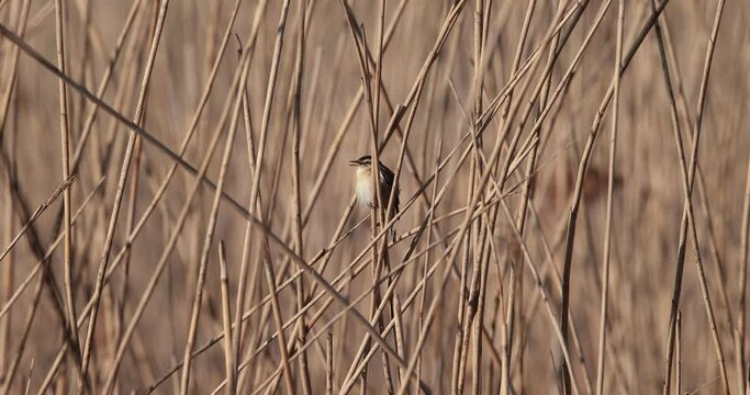 phragmite des joncs (acrocephalus schoenobaenus) poussant des cris dans la roseli&egrave;re