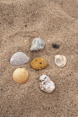 beach detail with sand, rocks, and seashells vertical