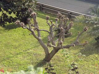 Un árbol cortado 