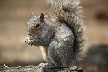 Ardilla comiendo un cacahuete