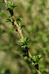 Young growing leaves Ribes rubrum