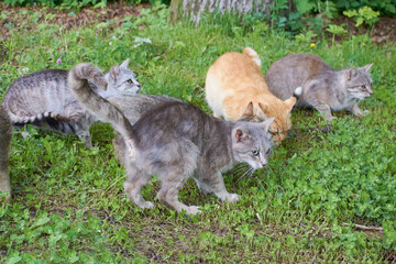 Naklejka na ściany i meble Many stray cats run on the grass. Cats are hungry.