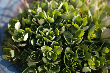 Closeup nature view of the fresh green leaves