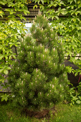 young pine tree on the background of wild grape vines, sunlight, natural background, green Wallpaper. selective focus.