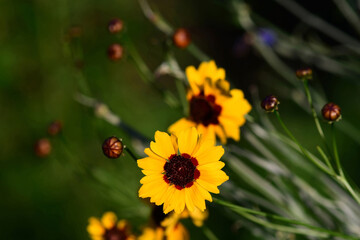 Close-up of a Coneflower Yellow seen from an angle in the garden