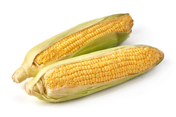 Fresh ears of corn, isolated on white background