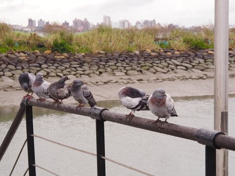 Local pigeons stand resisting cold weather on hand grip at fisherman boat port In Taiwan 