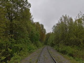 Obraz premium railroad rails linear perspective forest trees sleepers
