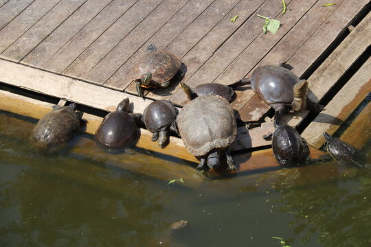 Tortues dans un bassin &agrave; Yangon, Myanmar	