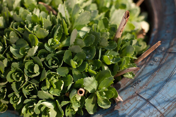 Closeup nature view of the fresh green leaves